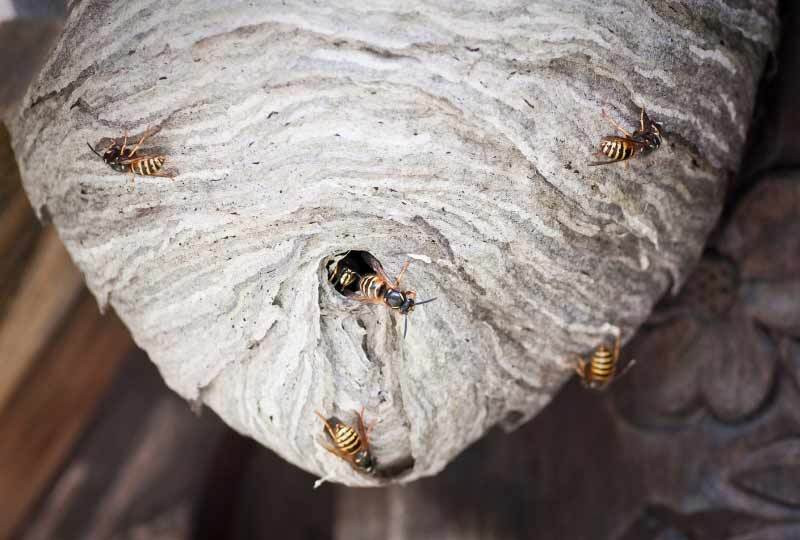 Recognize a wasp nest