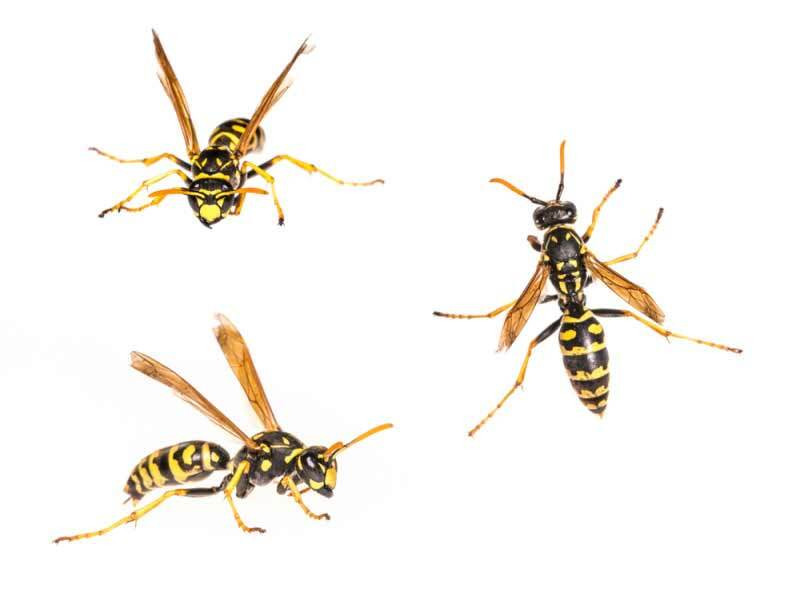 Polistes Wasp - Polistes dominula