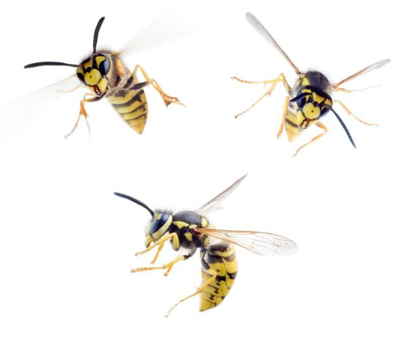 Common Wasp - German Wasp